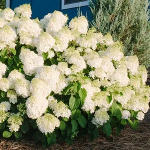 Hydrangea:  'Little Hottie'™ 2 Gal (Bl)